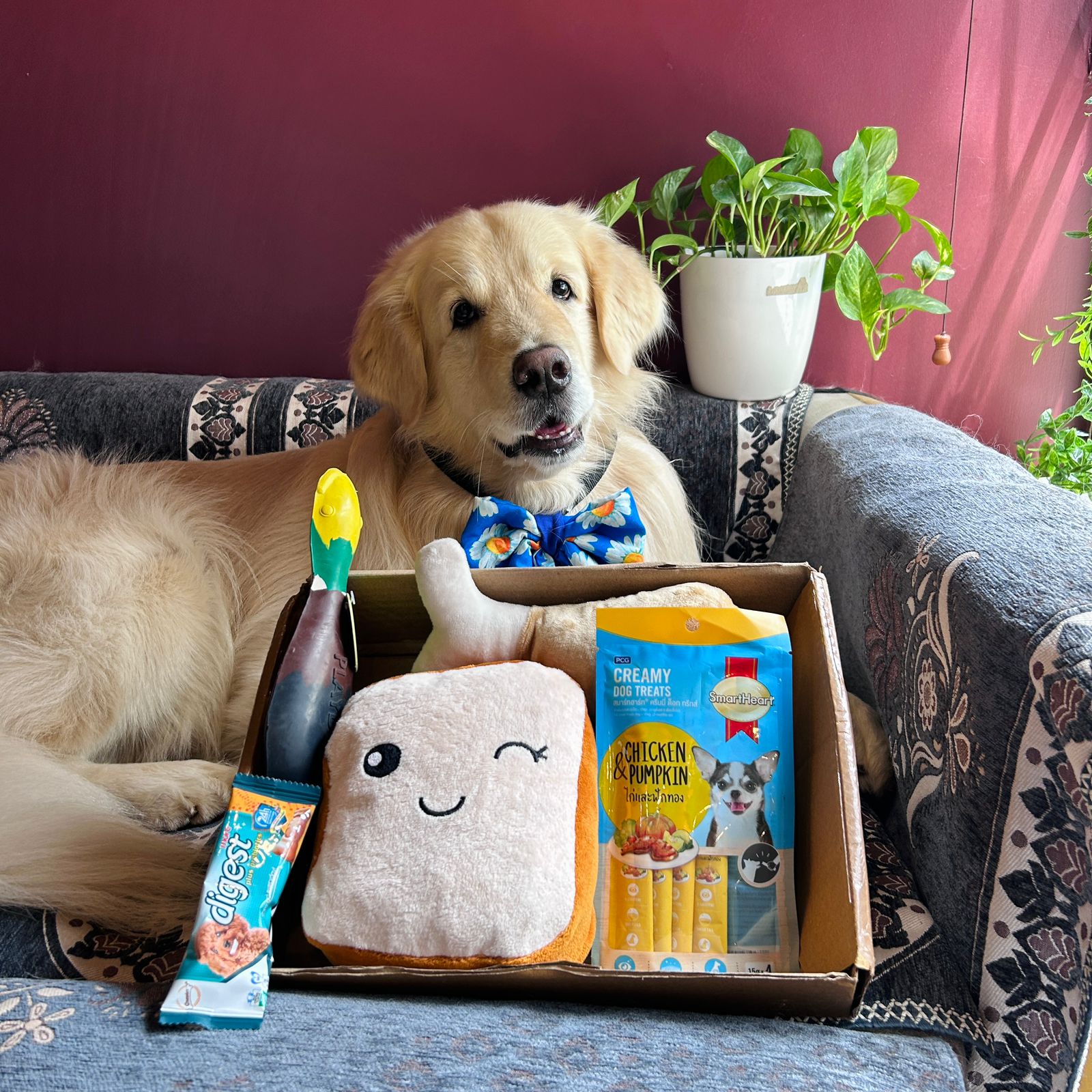 Pawful Giftbox - 5 in 1 with Squeaky Toys and Treats