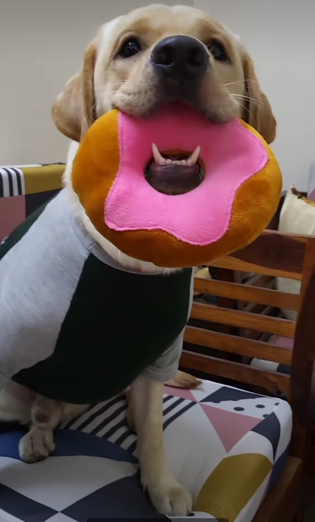 Pawful Gift Hamper for Dogs- Dog Toys and Treats